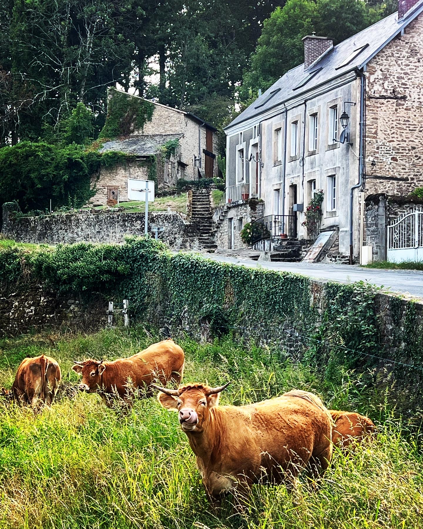 Vue du Vallon Chambres d'hôtes Bersac Sur Rivalier